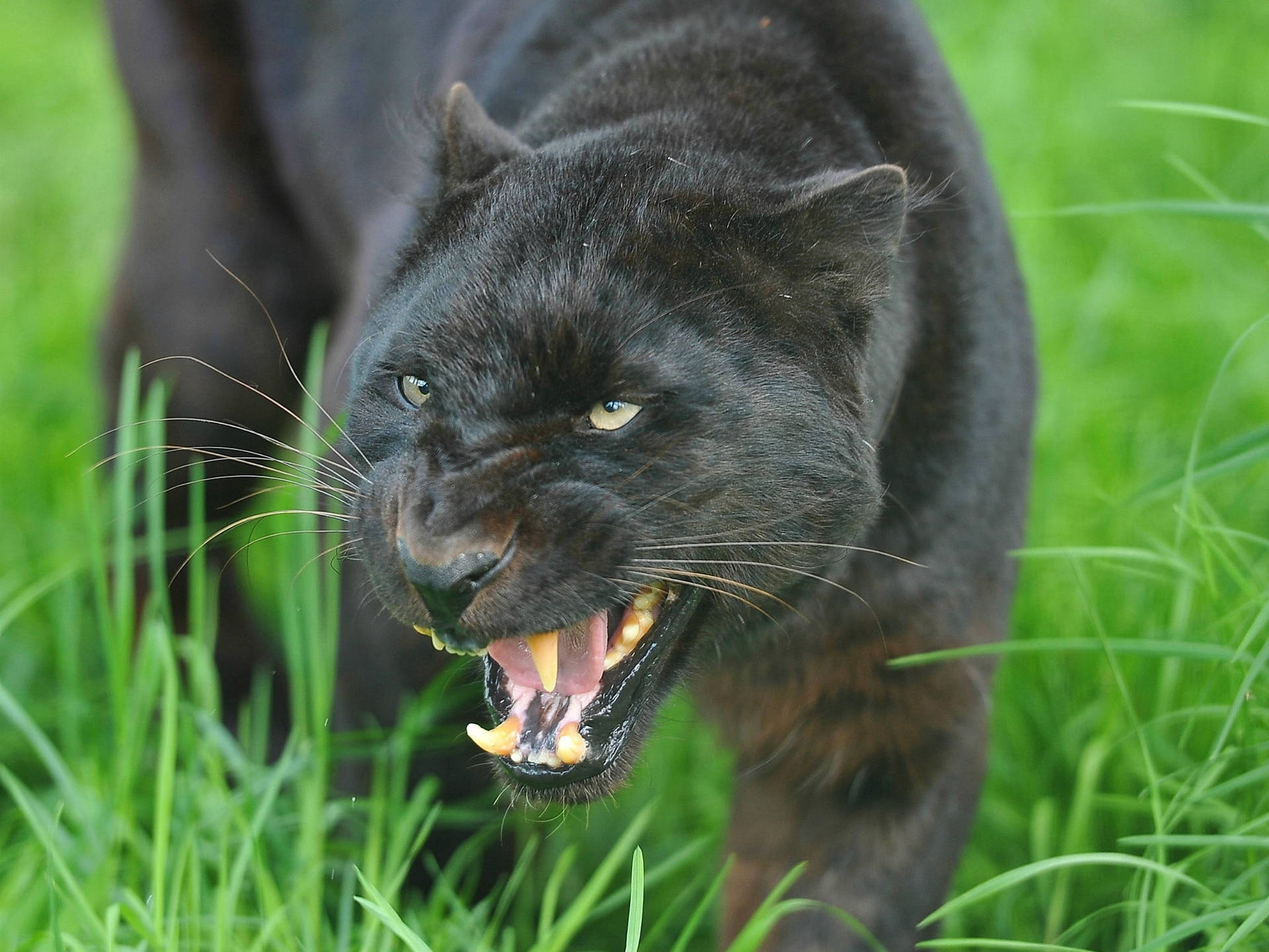 Black Panther Animal Mad