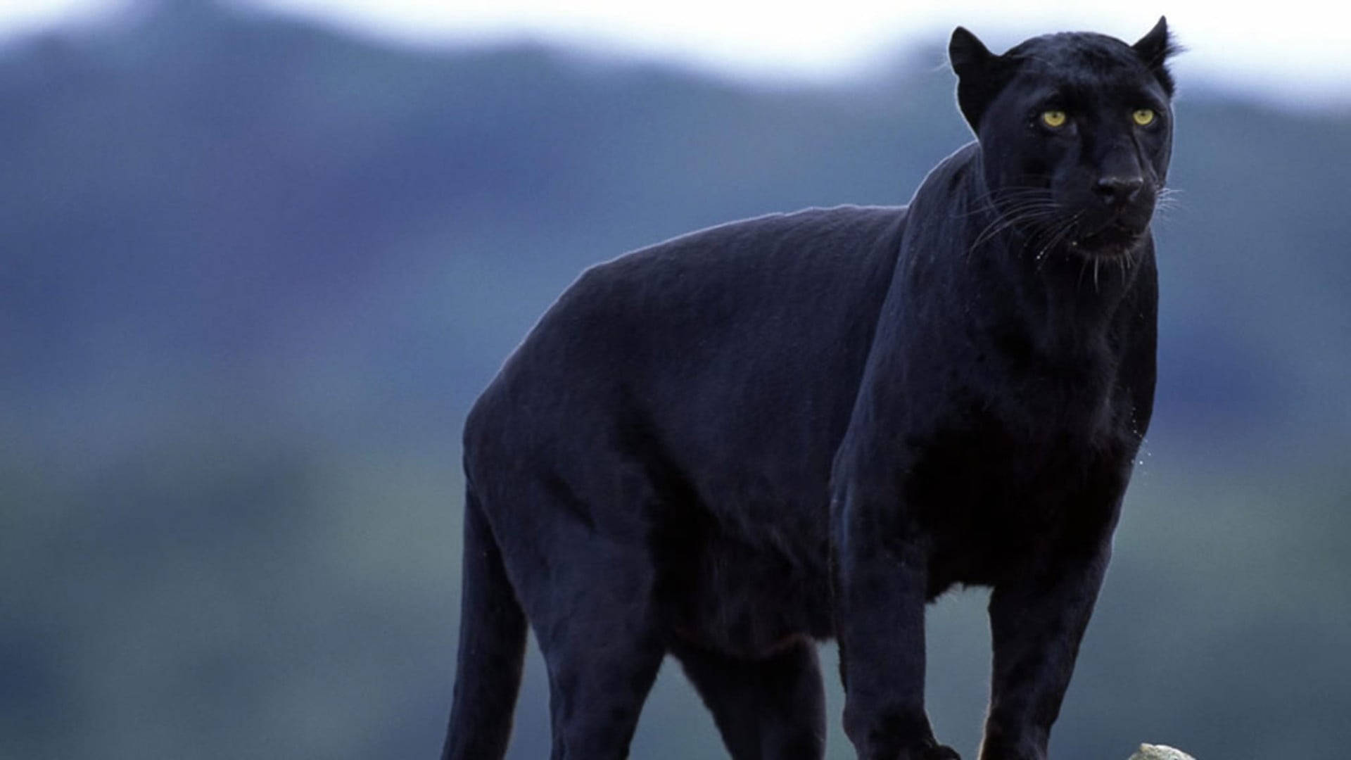 Black Panther Animal Observes Wallpaper