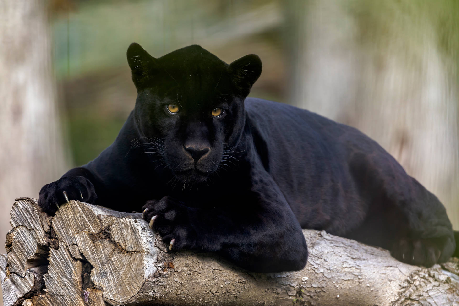 Black Panther Animal Afslappende Wallpaper