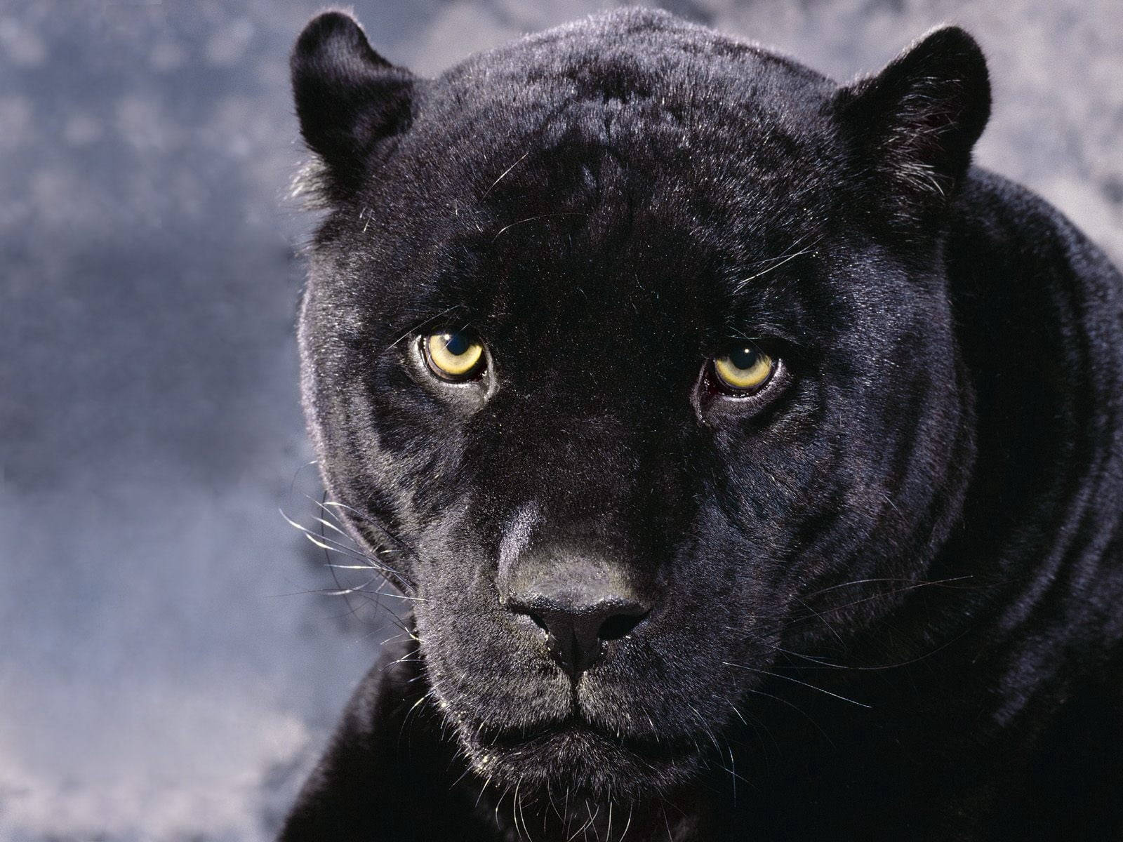Black Panther Animal Serious Wallpaper