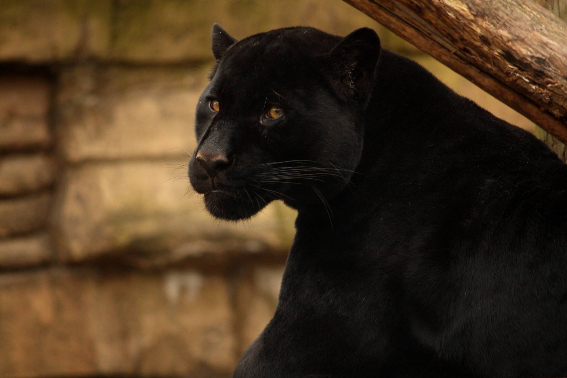 Black Panther Animal Sitting Wallpaper