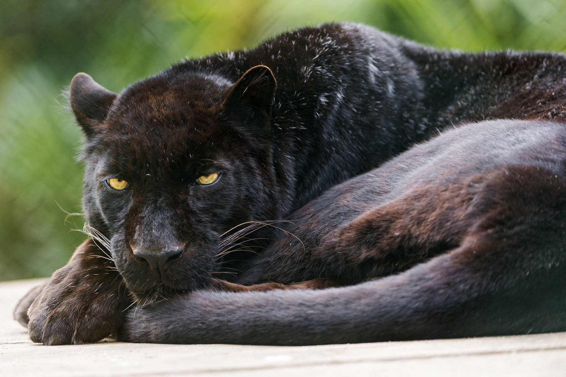 Download Black Panther Animal Sleepy Wallpaper 