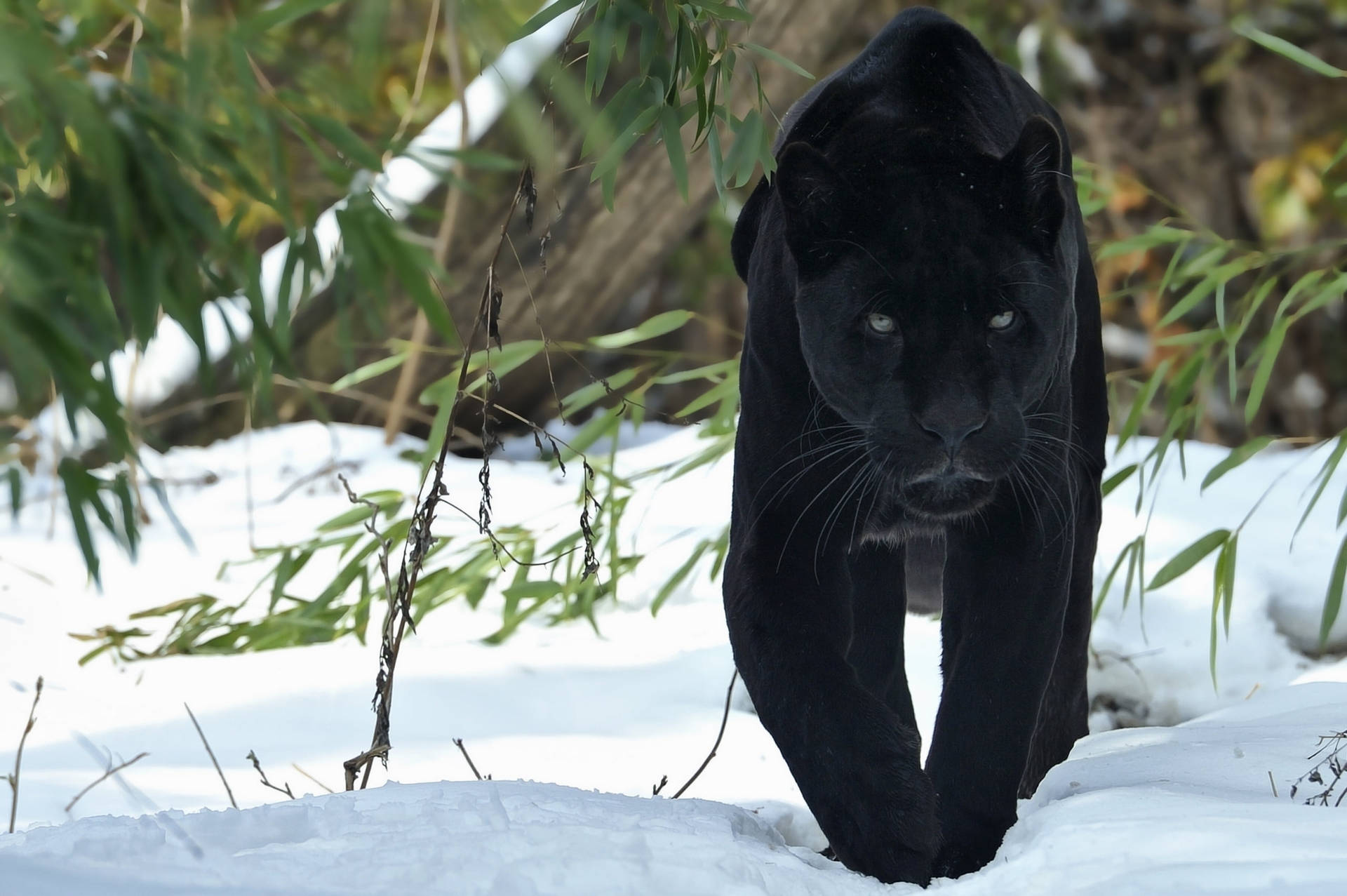 Black Panther Animal Snow Wallpaper