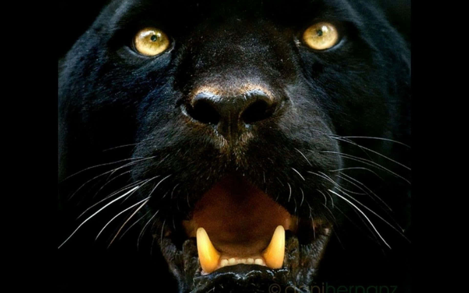Black Panther – the hero of Wakanda