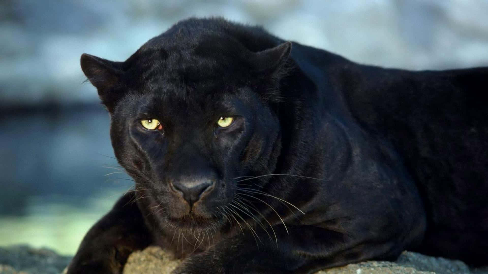 Fåwakanda Looket Med Black Panthers Design Og Stil