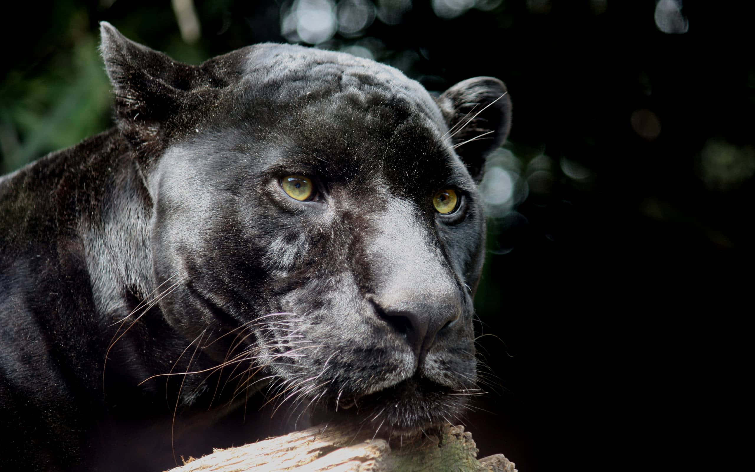 A Black Panther Is Sitting On A Log