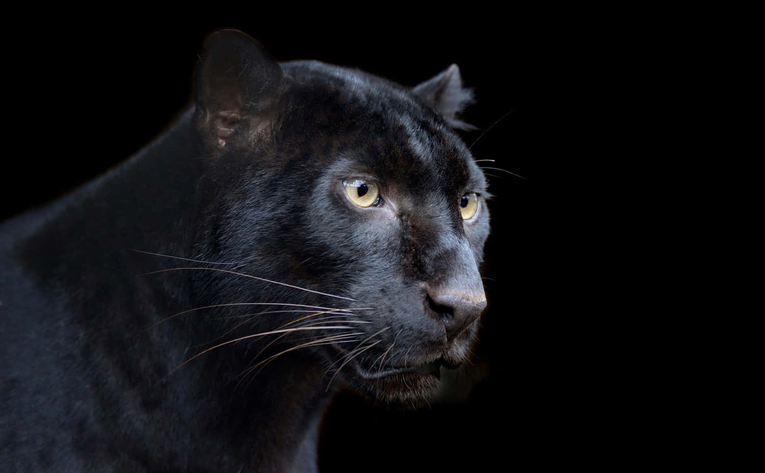 Chadwickboseman Als Der Schwarze Panther