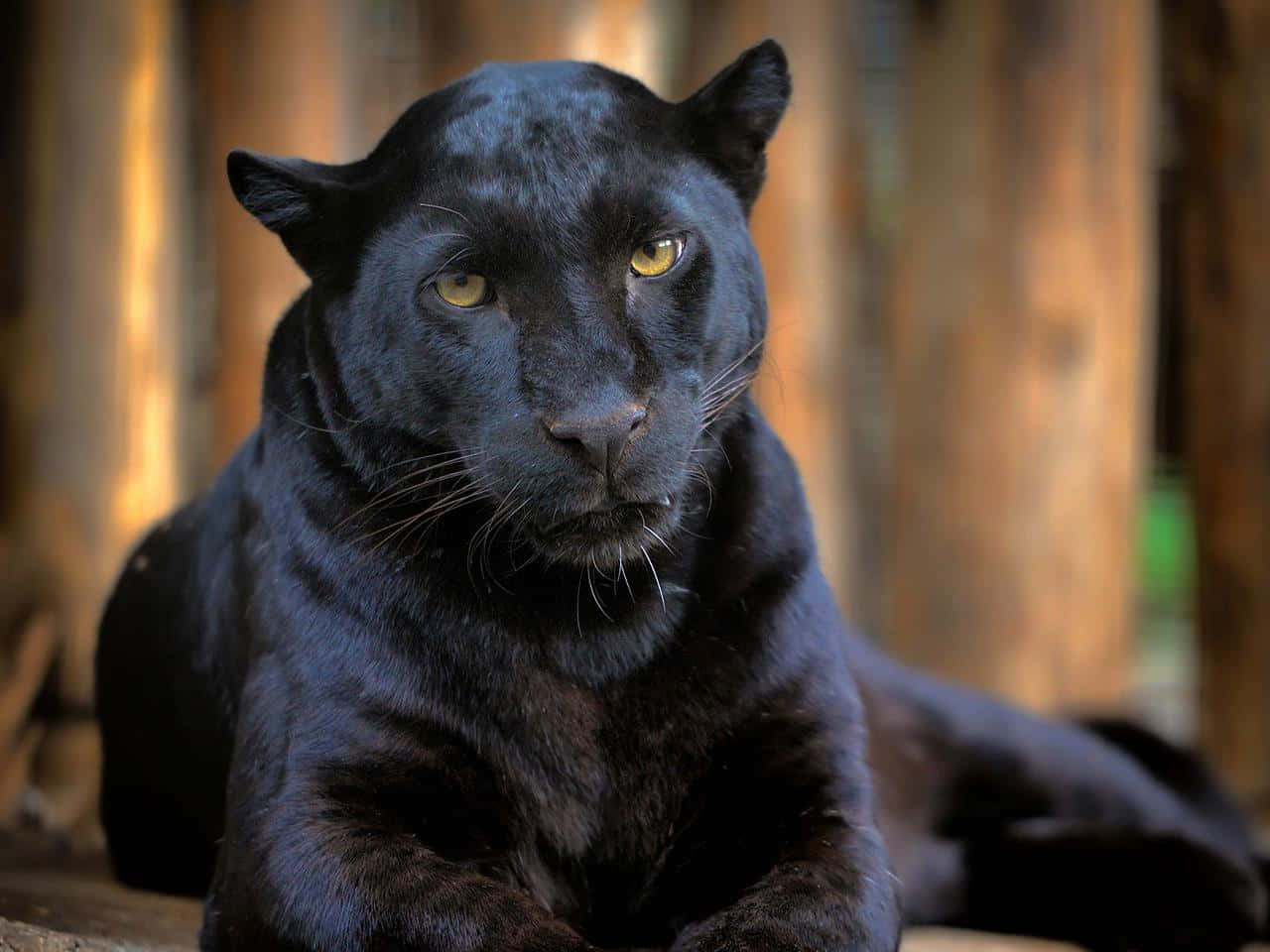 Bildervon Black Panther.