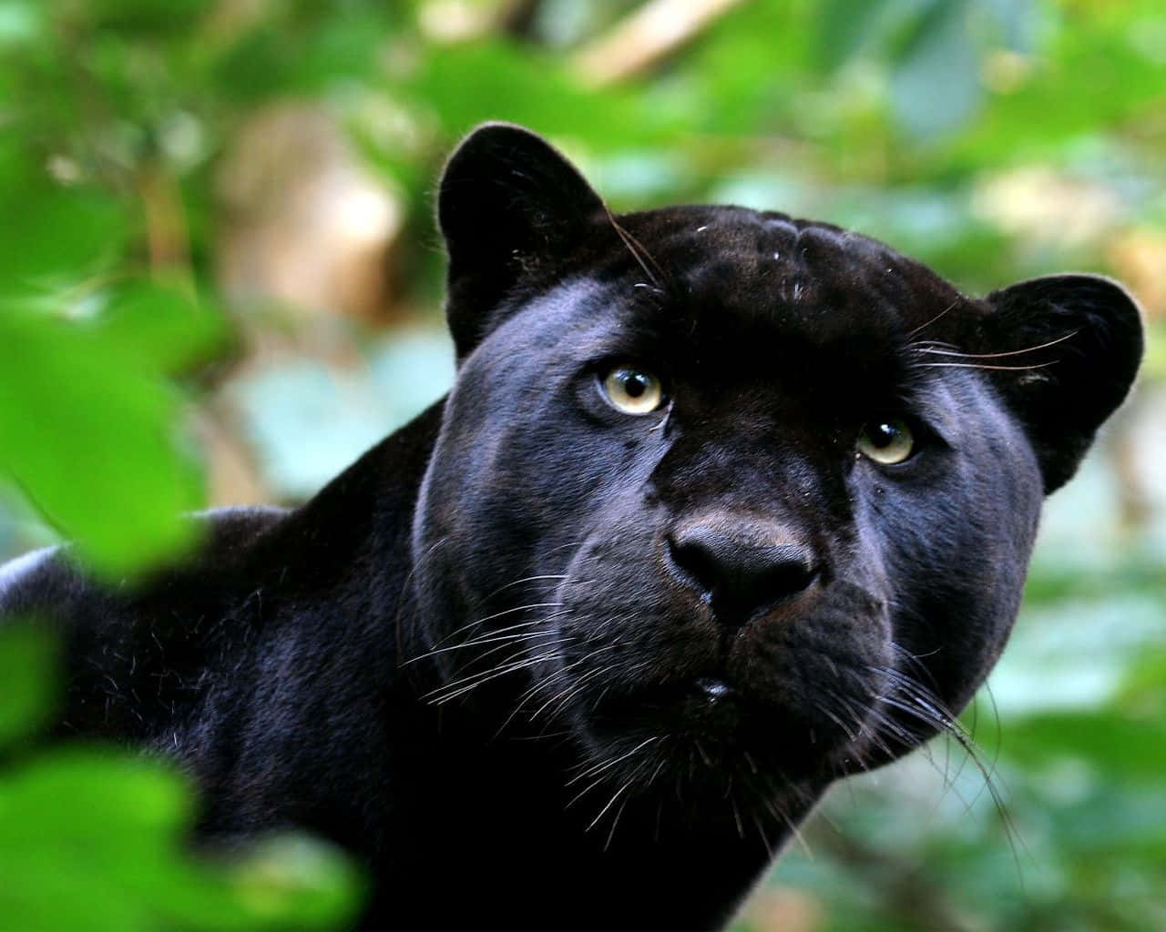 Bildervon Black Panther