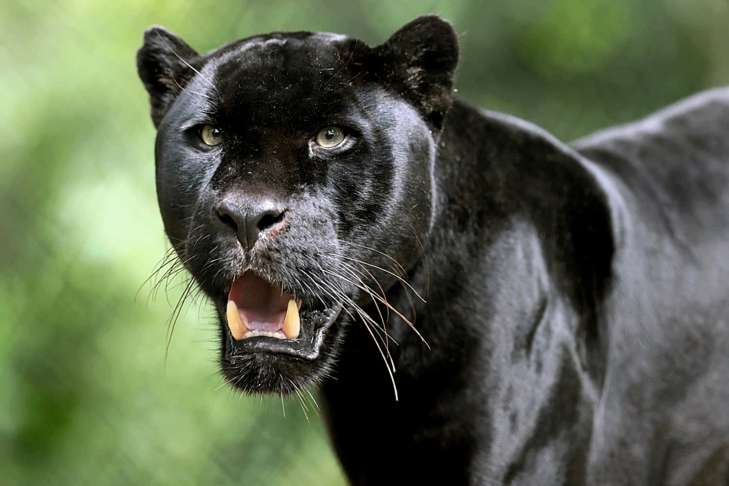 Sort Panther billeder strålende i mørket.