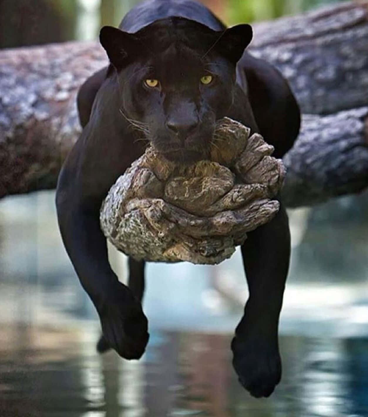 Sort Panther billeder ser skræmmende ud og klar til afgang.