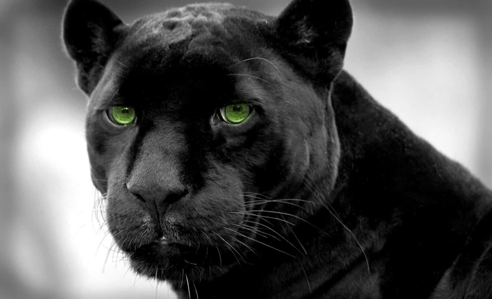 Sorte Panthere billeder pryder denne tapet.