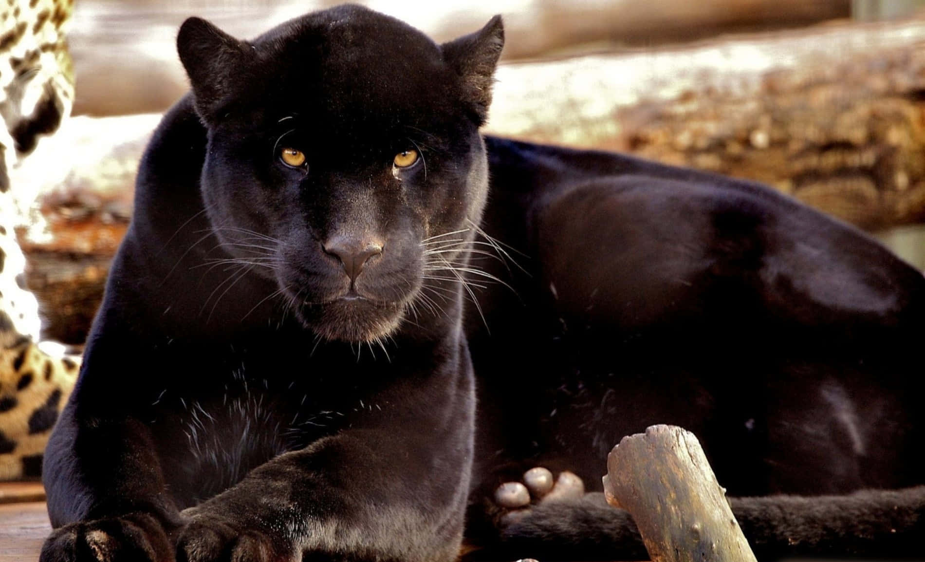 Black Panther Billeder 1900 X 1154