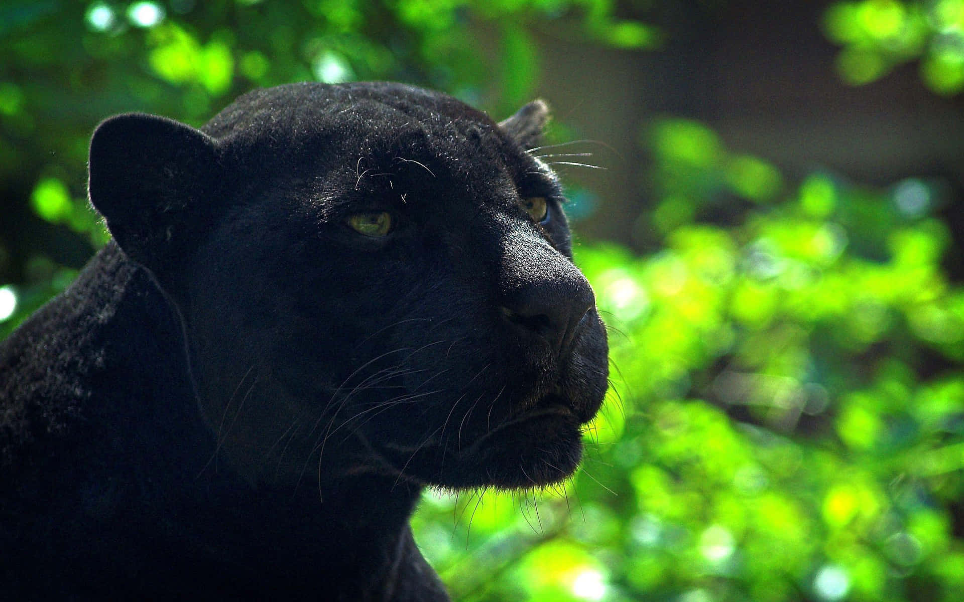 Sorte Panther billeder pynte det mørke grå baggrund.