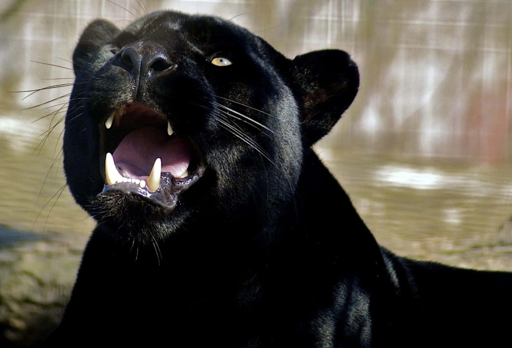 Black Panther Billeder