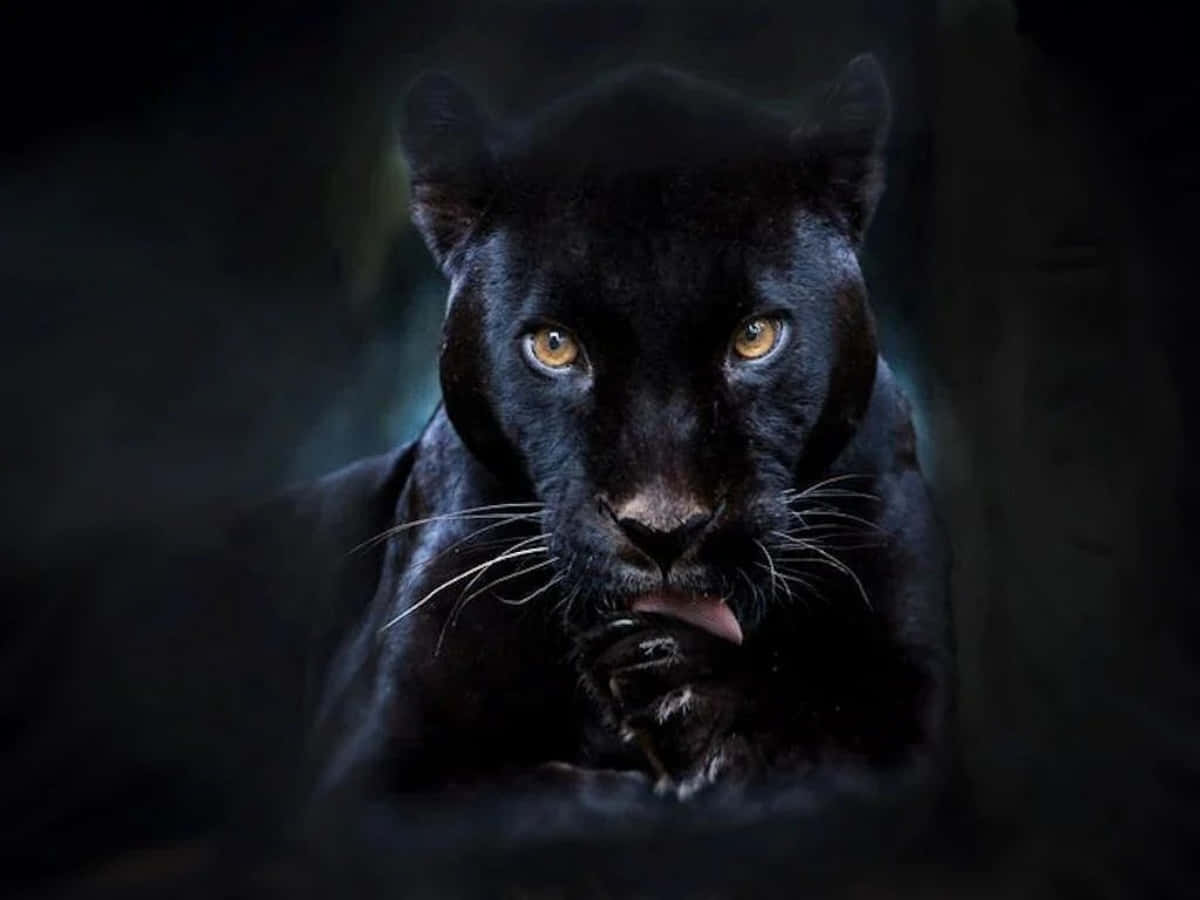 Sort Panther billeder dekorerer denne tapet.