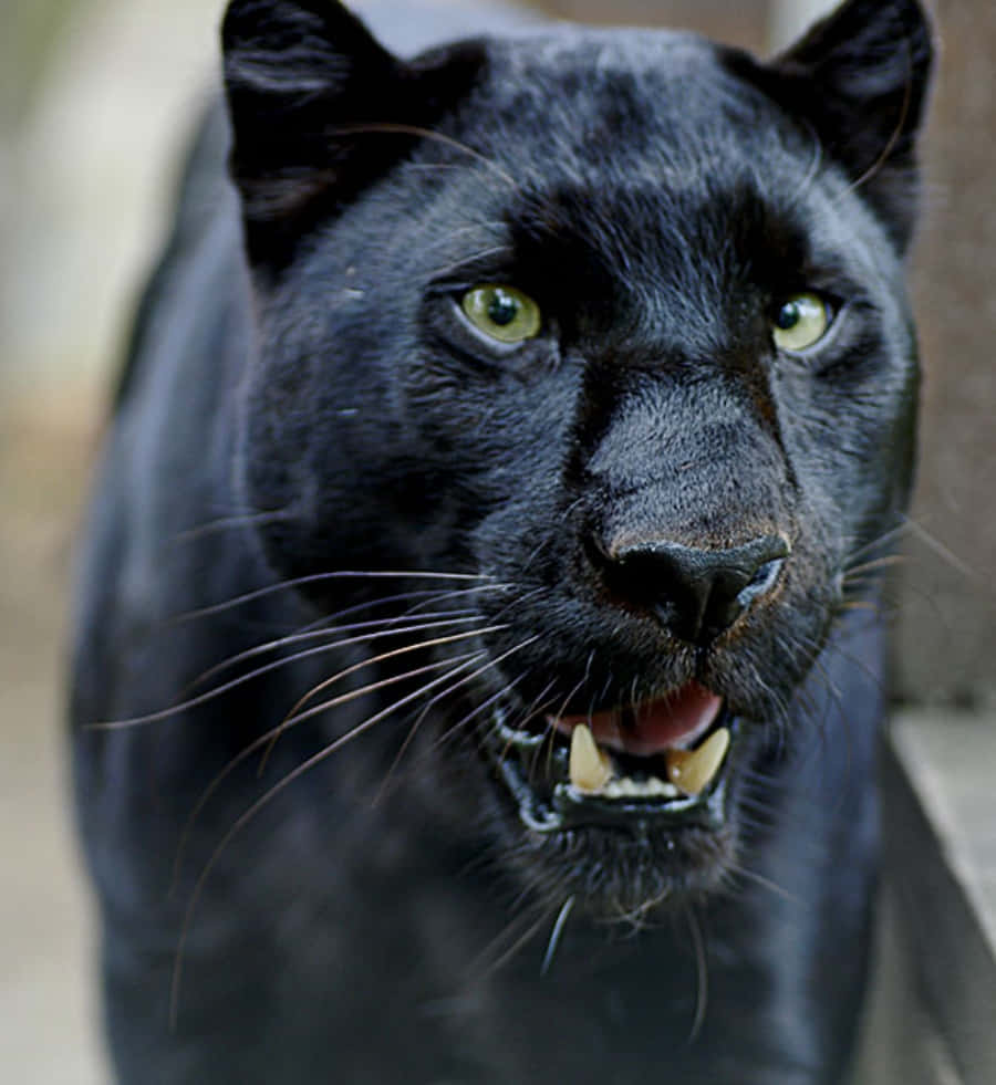 Sort Panther billeder brøler gennem nat skoven.