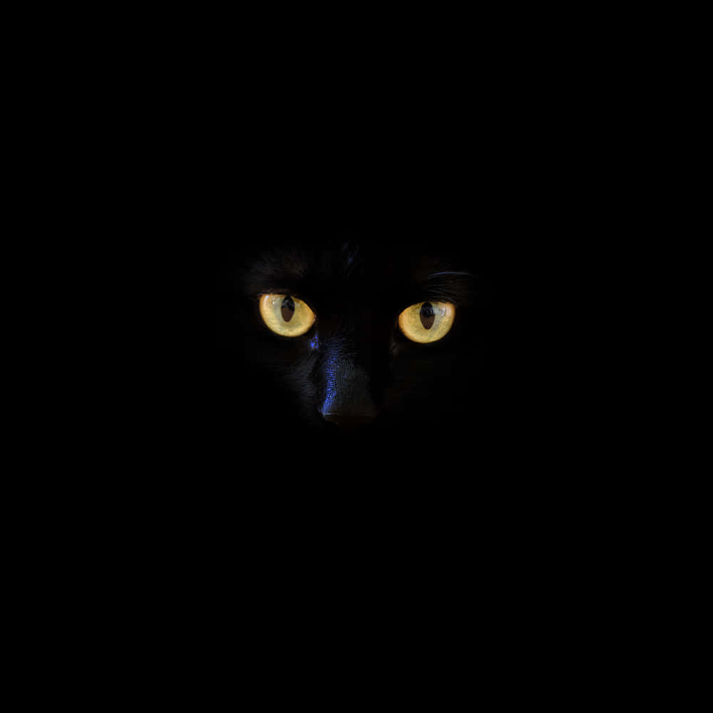 Black Panther Cat Eyes Background