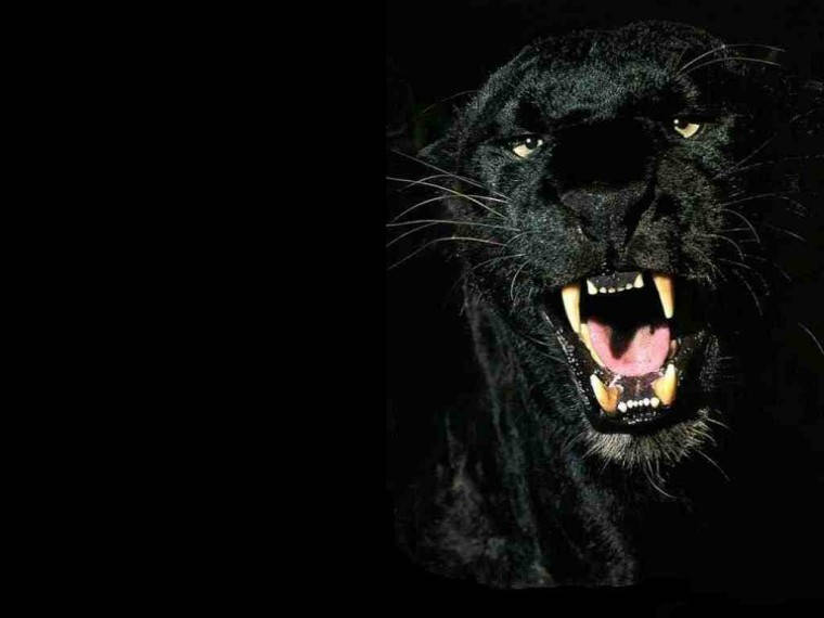 Black Panther Fierce Wallpaper