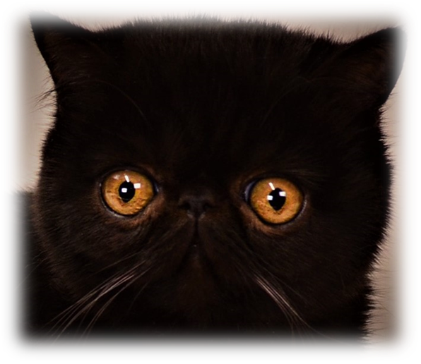 Black Persian Cat Intense Gaze PNG