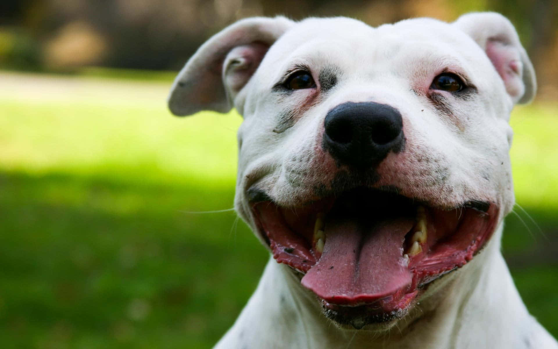 Einweißer Hund Mit Seiner Rausgestreckten Zunge Lächelt. Wallpaper