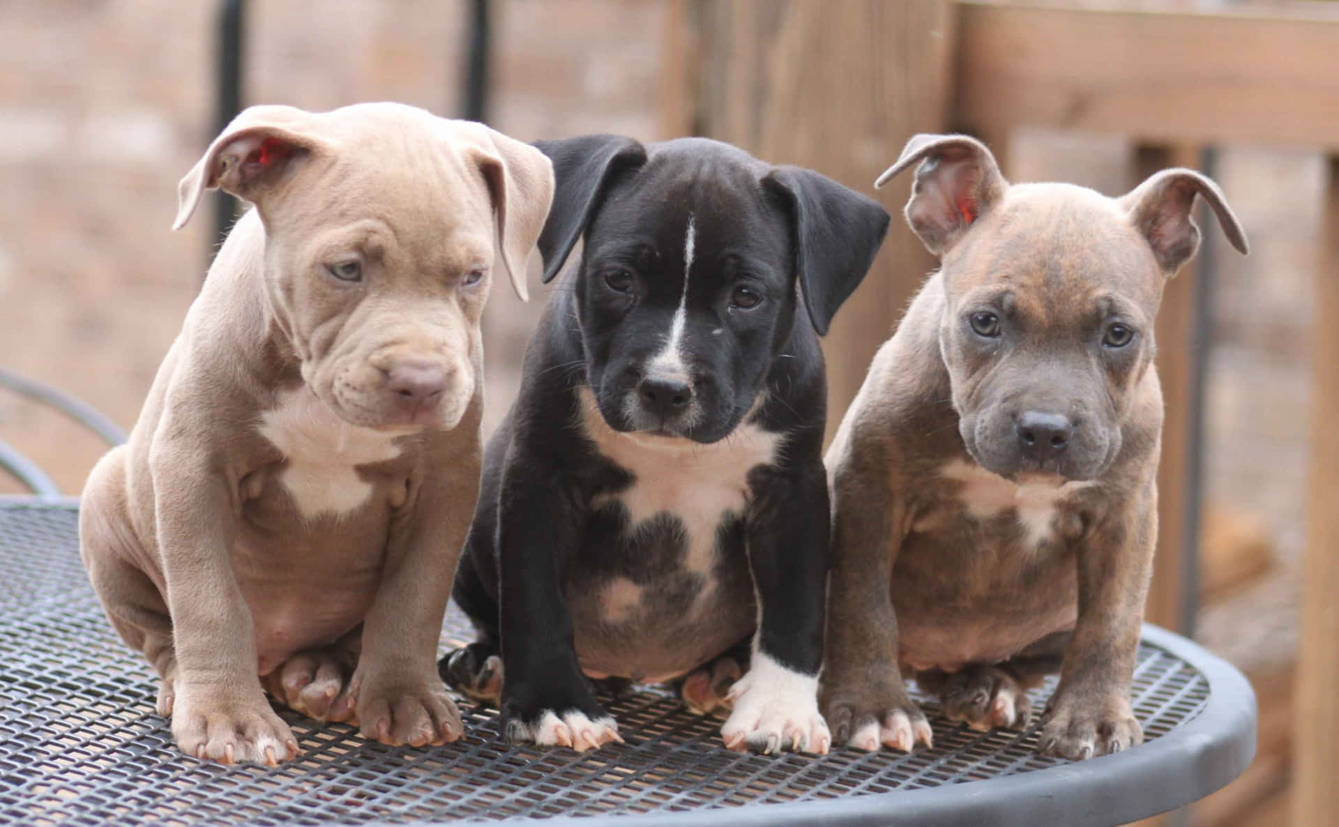 Three Pit Bull Puppies Sitting On A Table Wallpaper