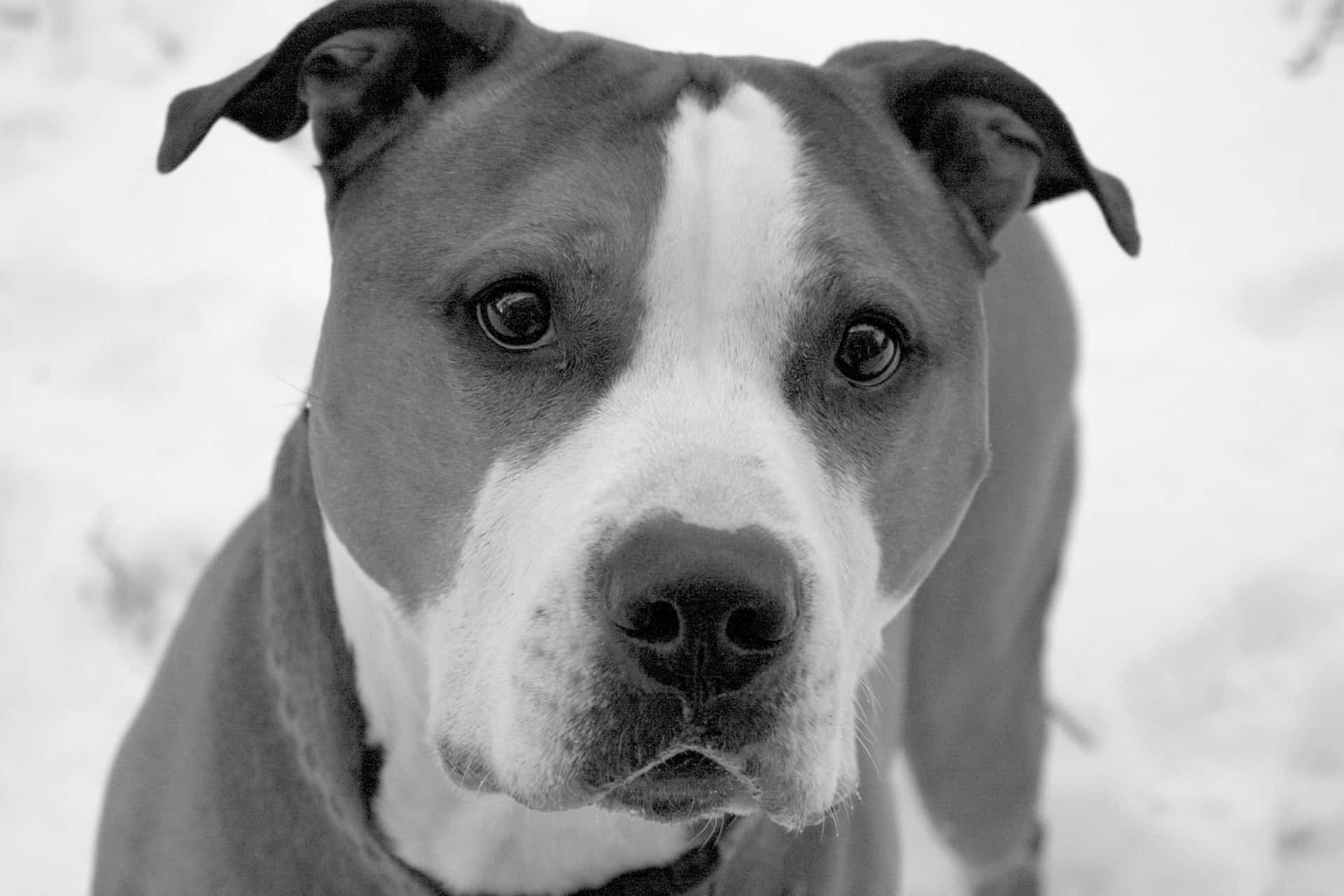 A Black And White Photo Of A Dog In The Snow Wallpaper
