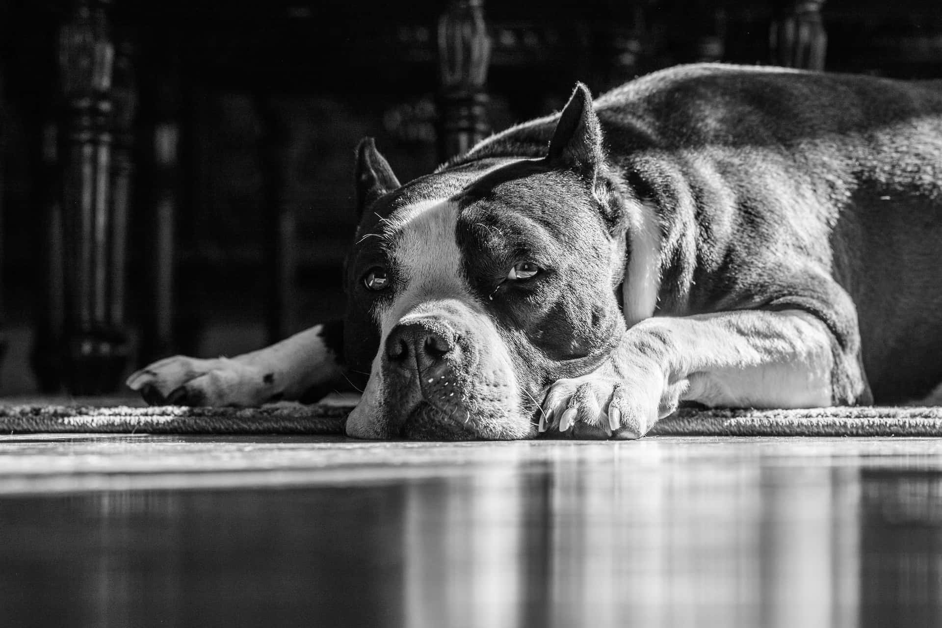 A Black And White Photo Of A Dog Laying On The Floor Wallpaper
