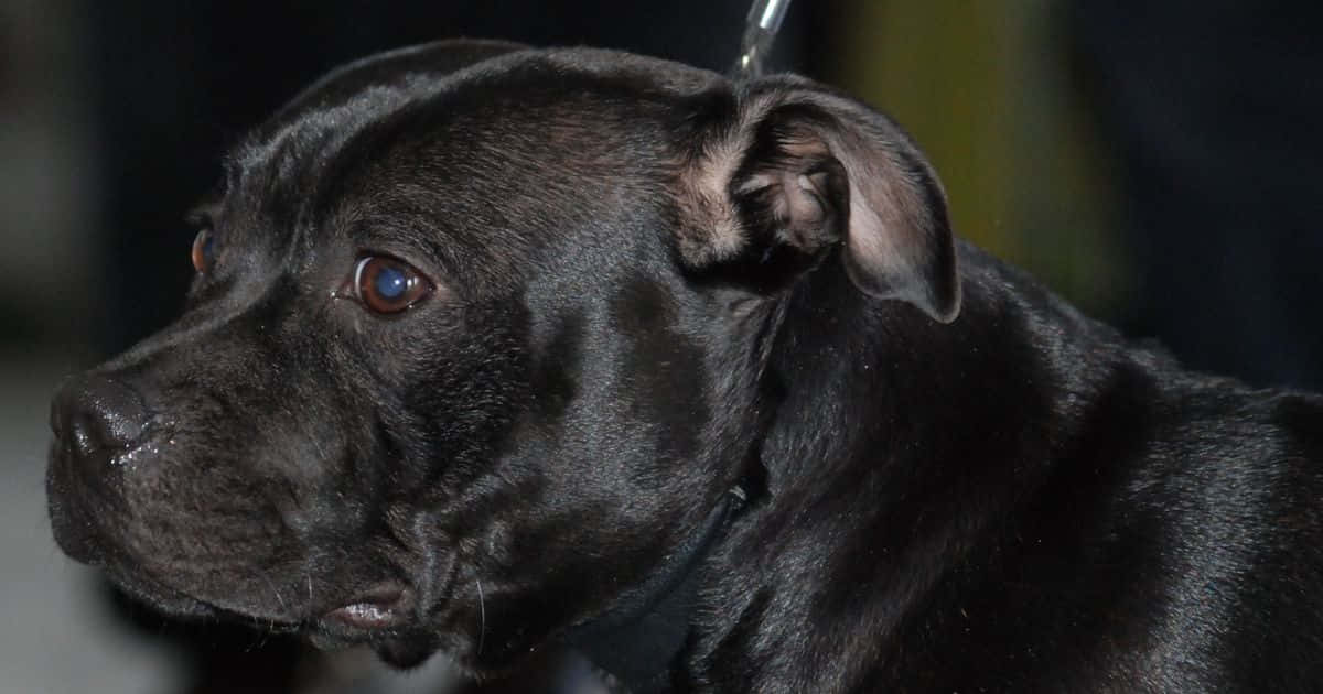 En alvorlig sort Pitbull Hund malet på tapetet Wallpaper