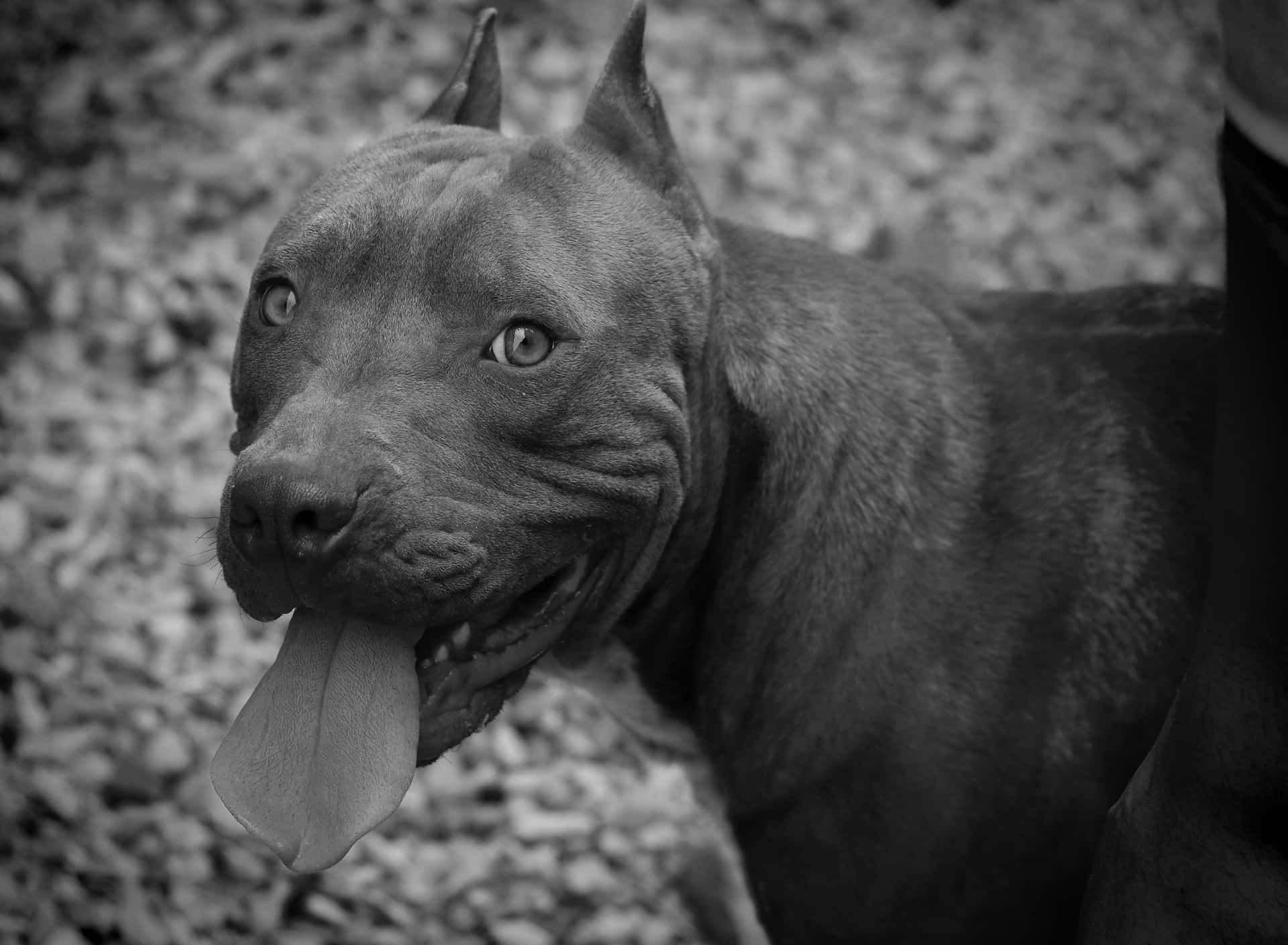 En sort pitbull hund ses afslappet og rolig. Wallpaper