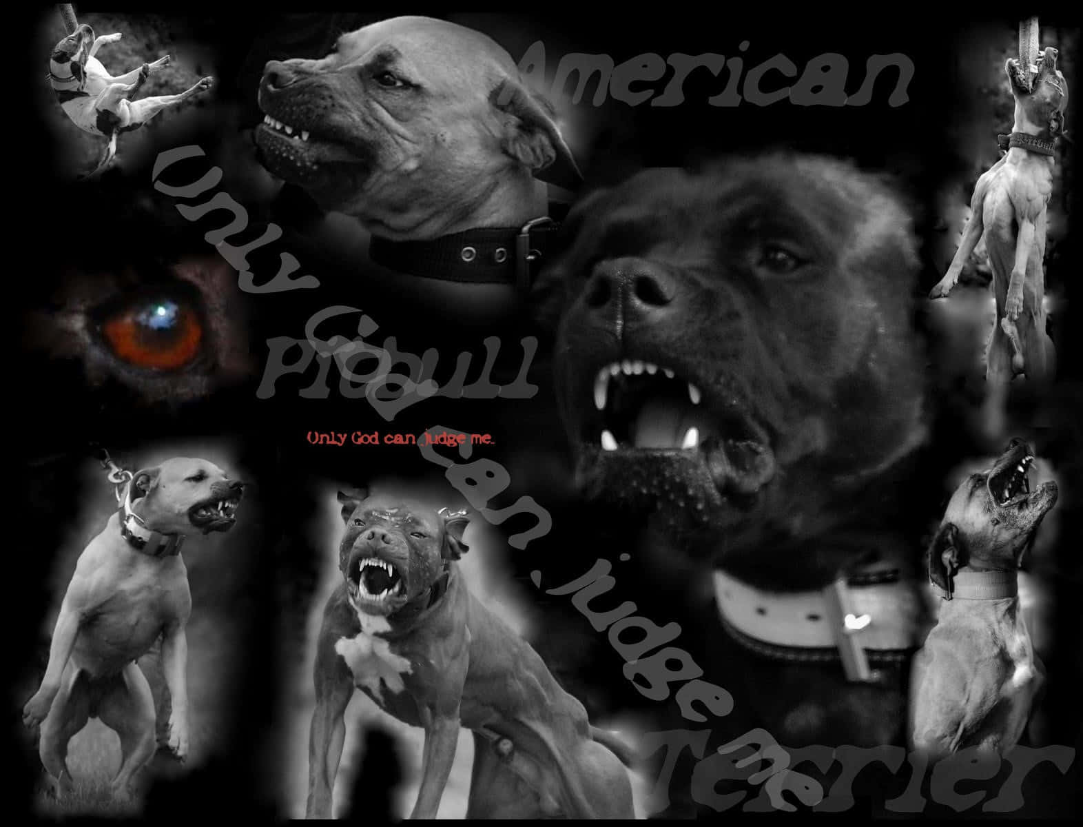 Aggressive Black Pitbull Barking Wallpaper