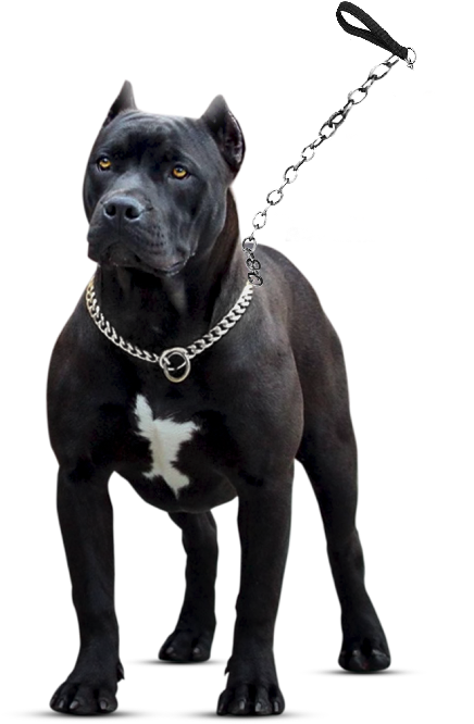 Black Pitbull With Chain Collar PNG
