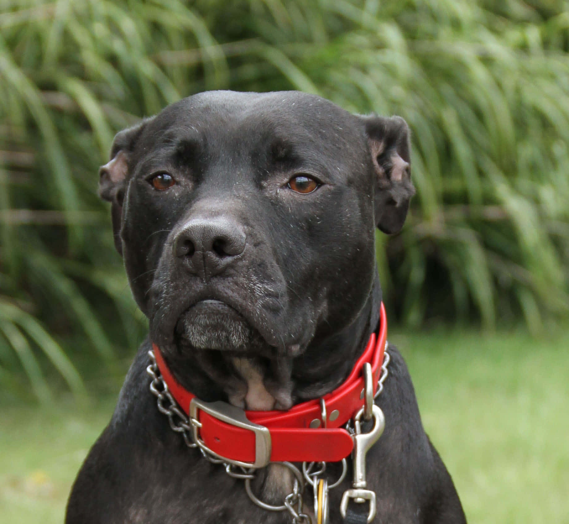 En sort hund med en rød halsbånd Wallpaper