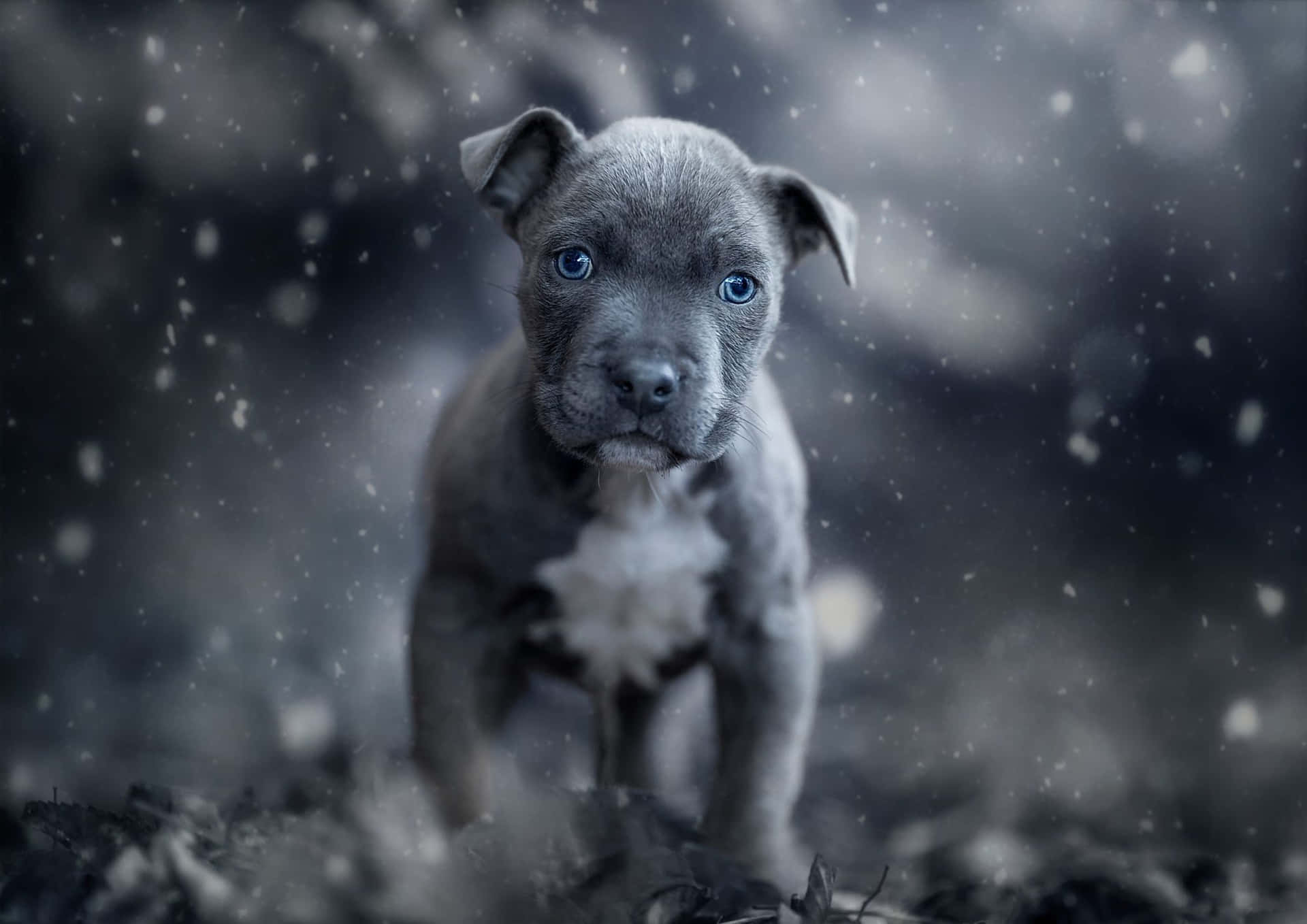 Blue Eyed Black Pitbull Wallpaper
