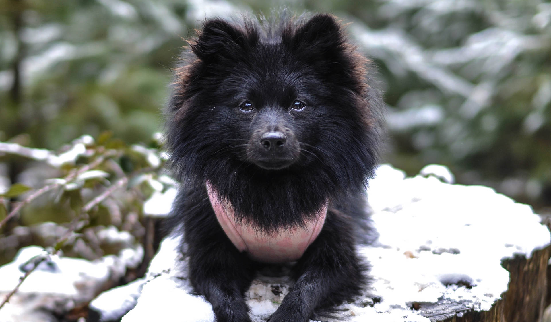 Black Pomeranian Spitz