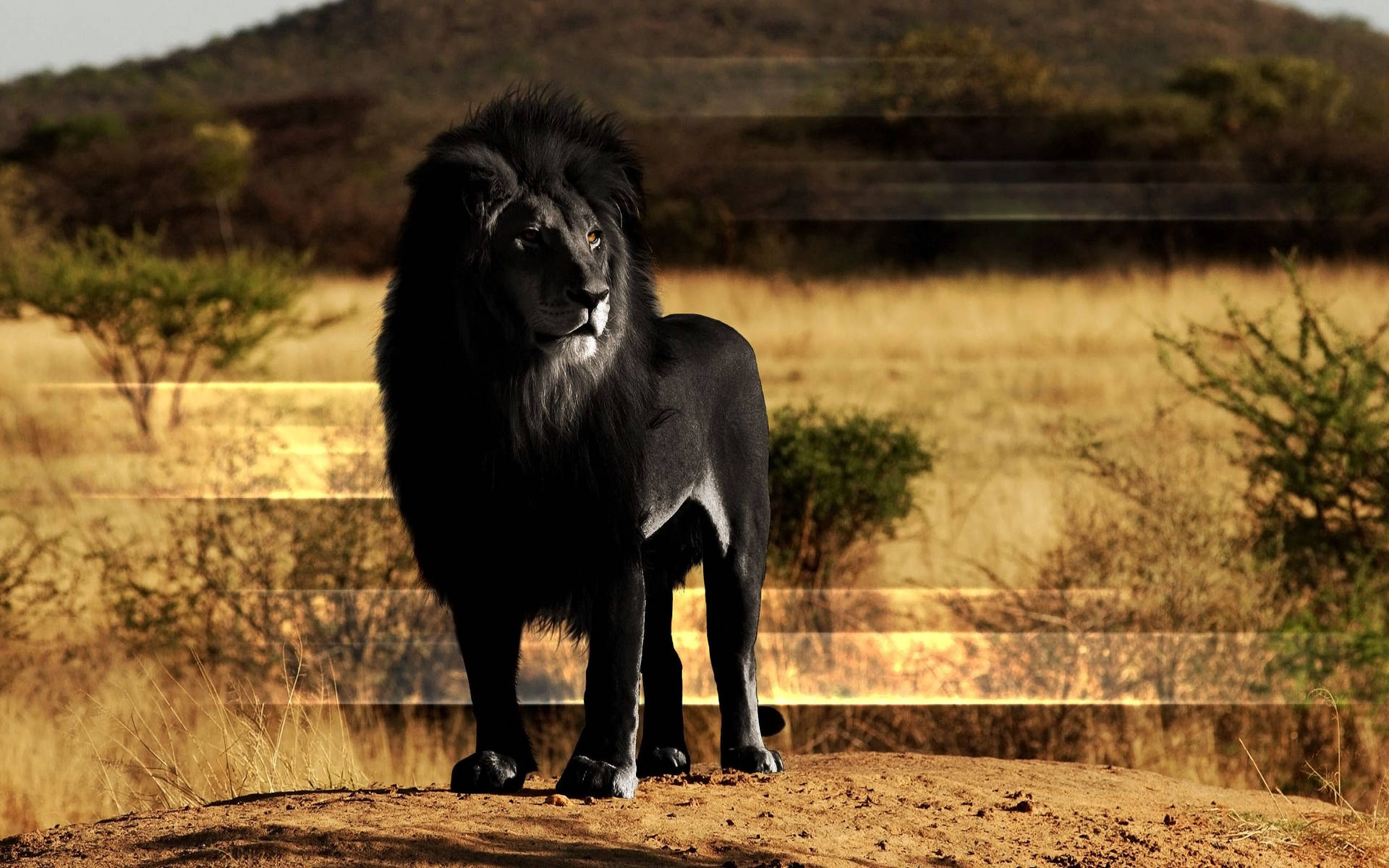 Black Predator Lion Roaring at its Prey Wallpaper