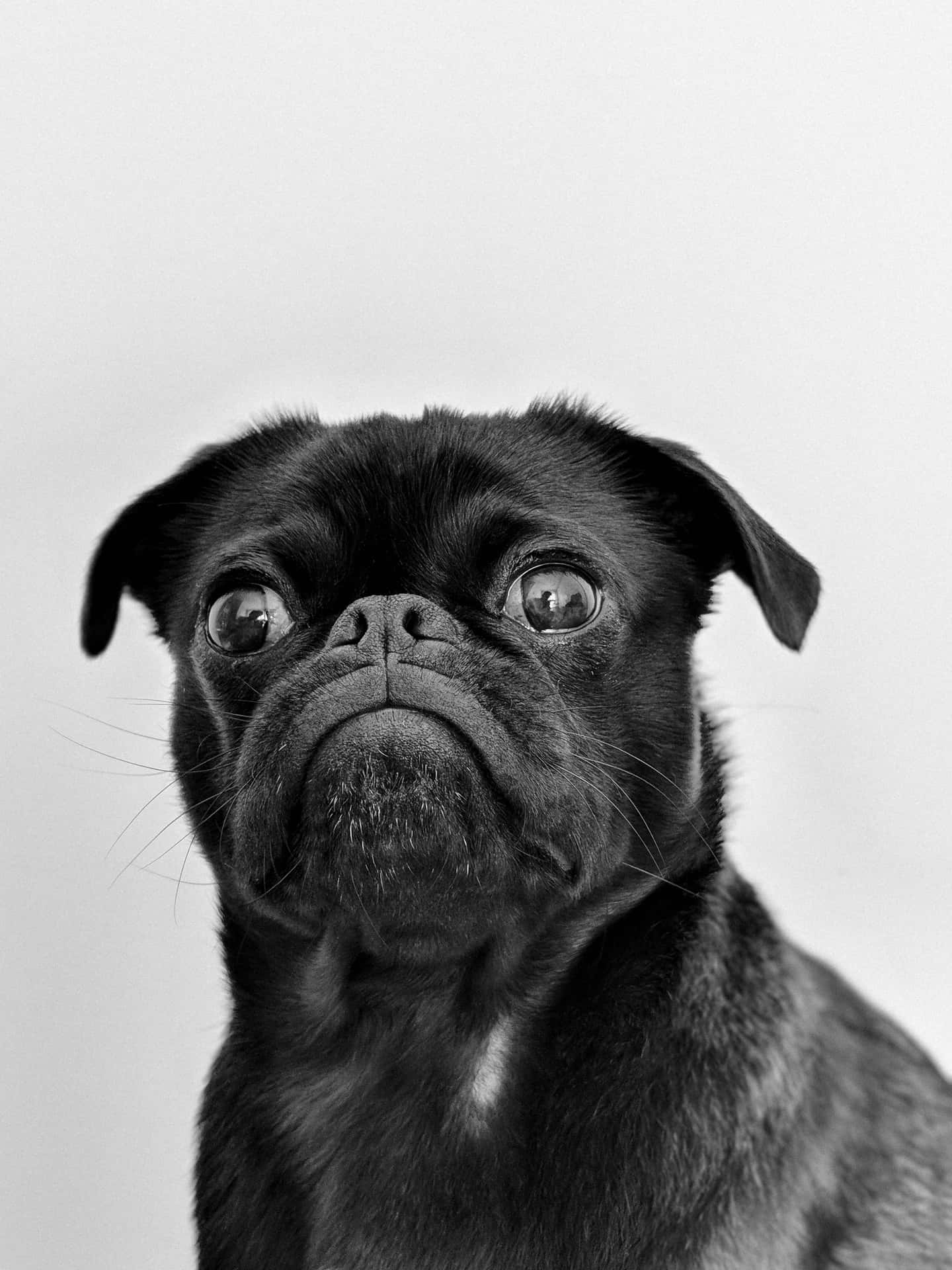 Adorable Black Pug Dog on a White Background Wallpaper