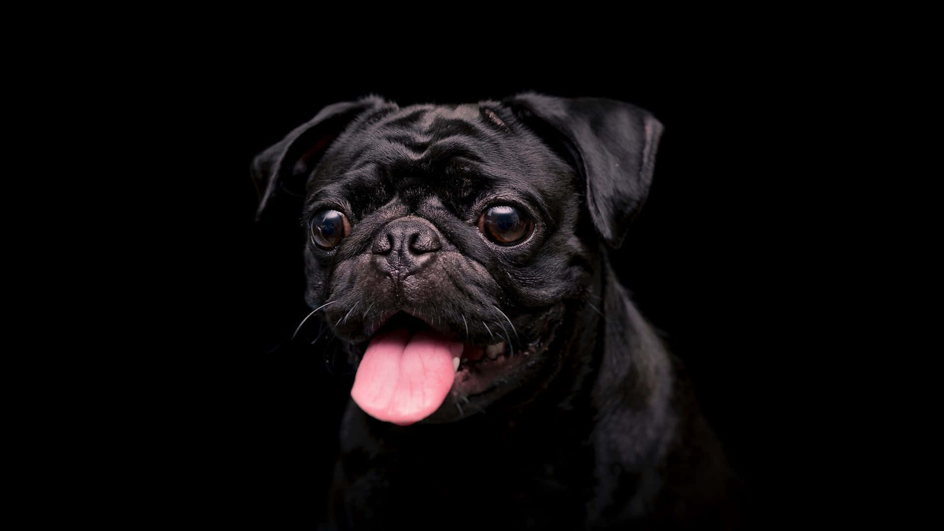 Black Pug Dog With Tongue Out Wallpaper
