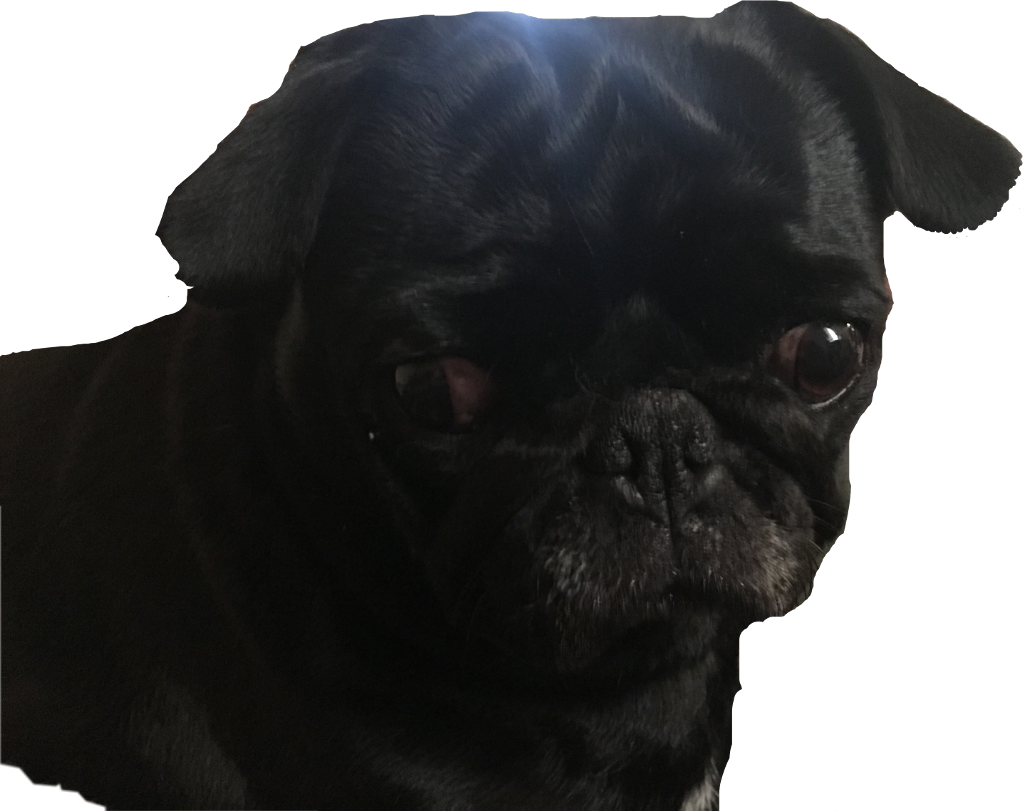 Black Pug Portrait PNG