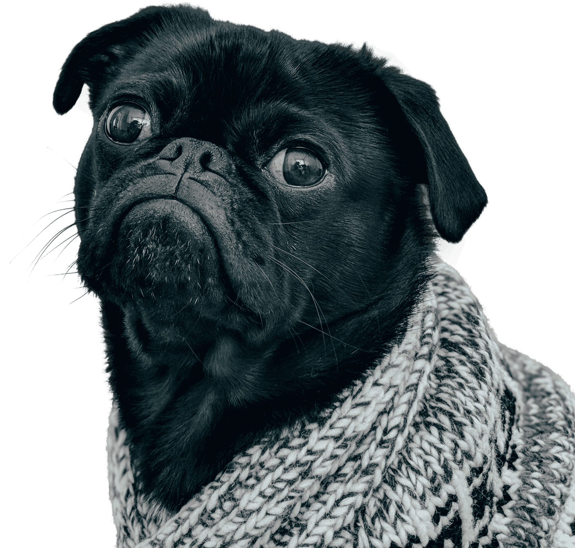 [300+] Pug Png Images | Wallpapers.com