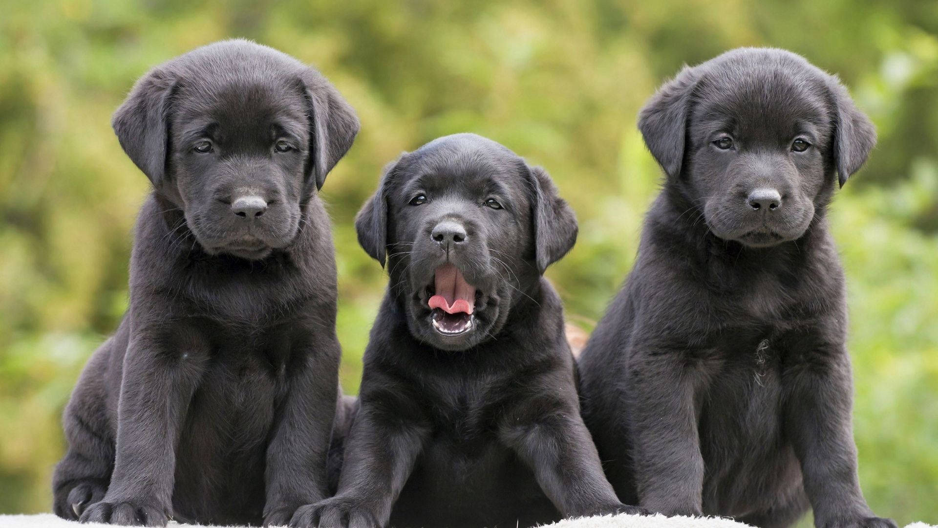 Download Black Puppies Wallpaper 