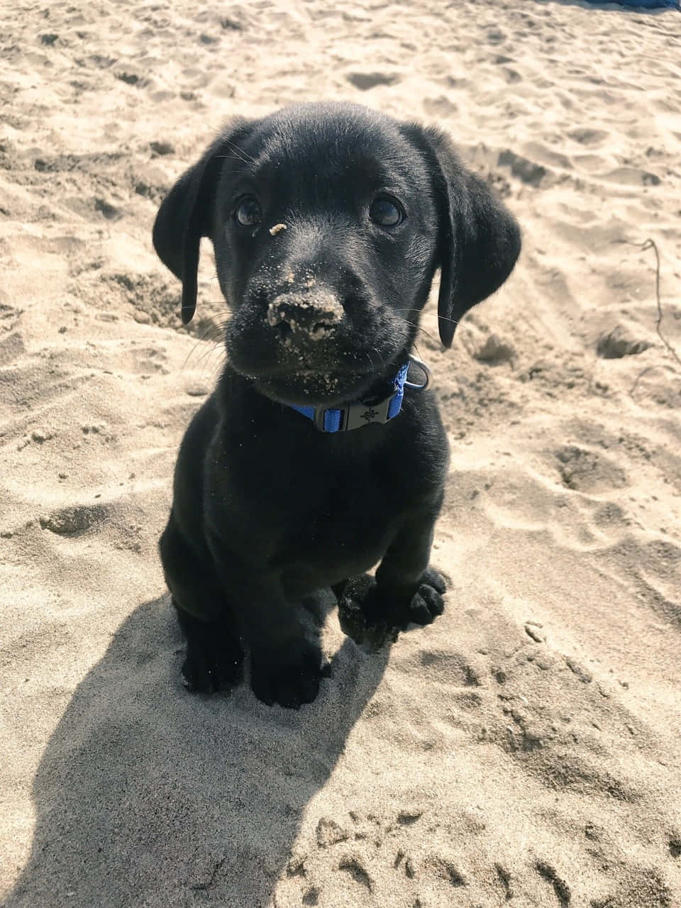 Black Puppy Beach Day Wallpaper