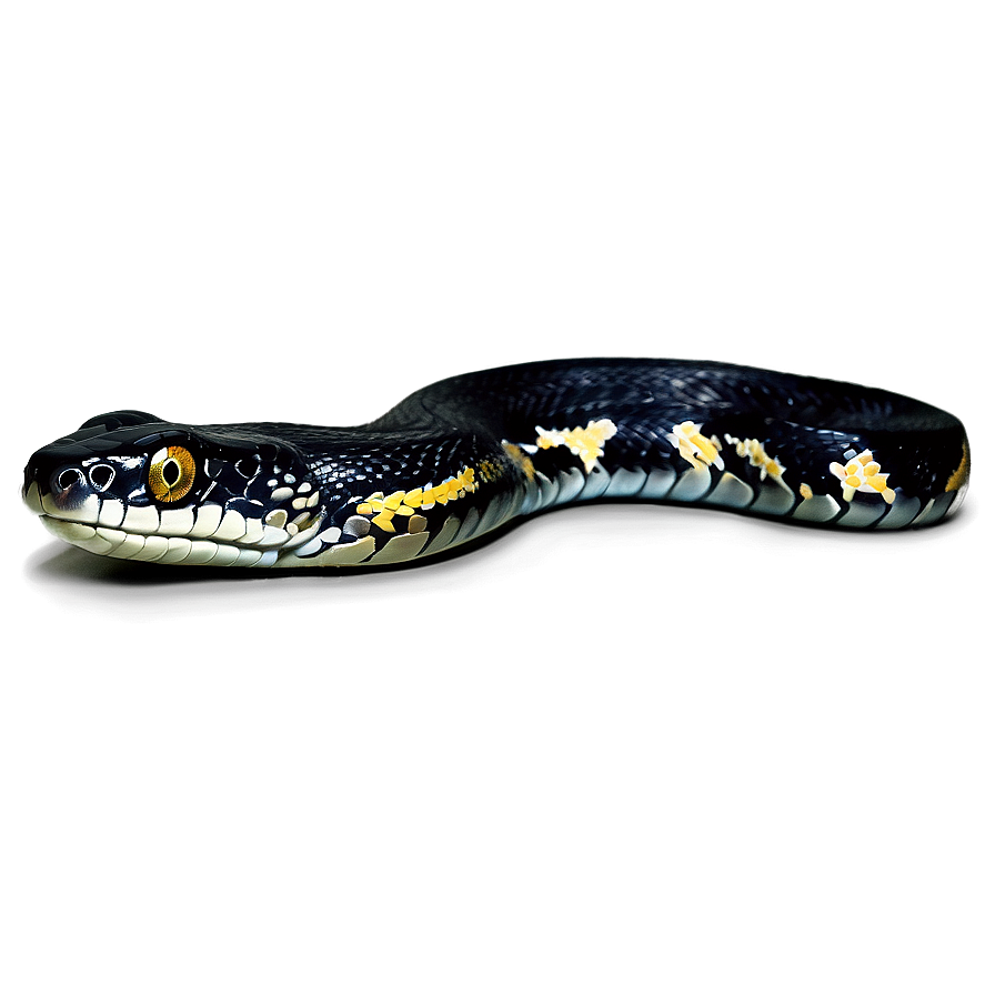 Black Python Illustration Png 06132024 PNG