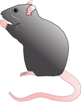 Black Rat Illustration PNG