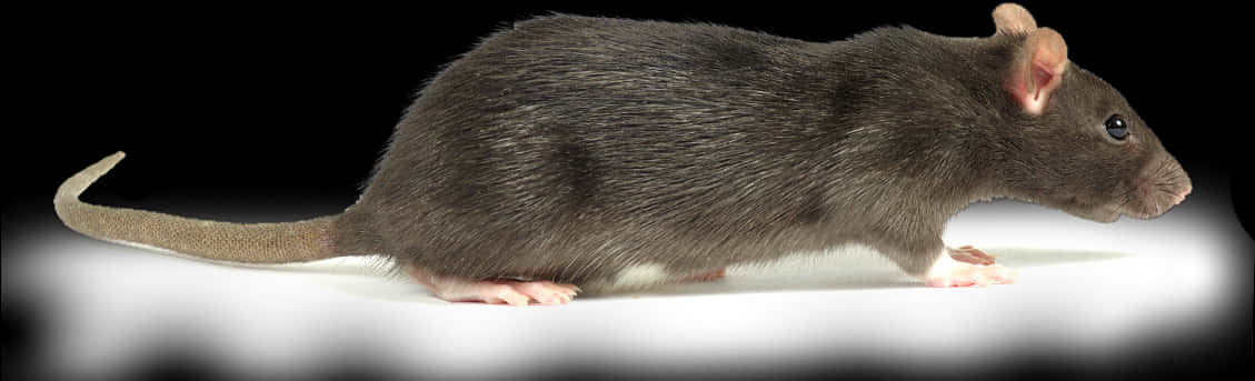 Black Rat Profile PNG