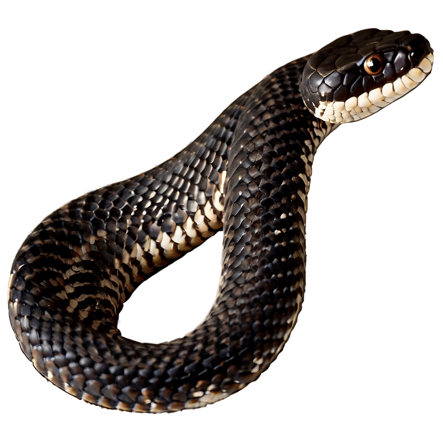 Black Rattlesnake Image Png Dyk PNG