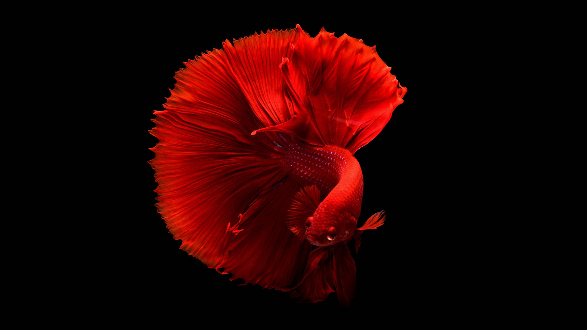 Black Red 4k Betta Fish