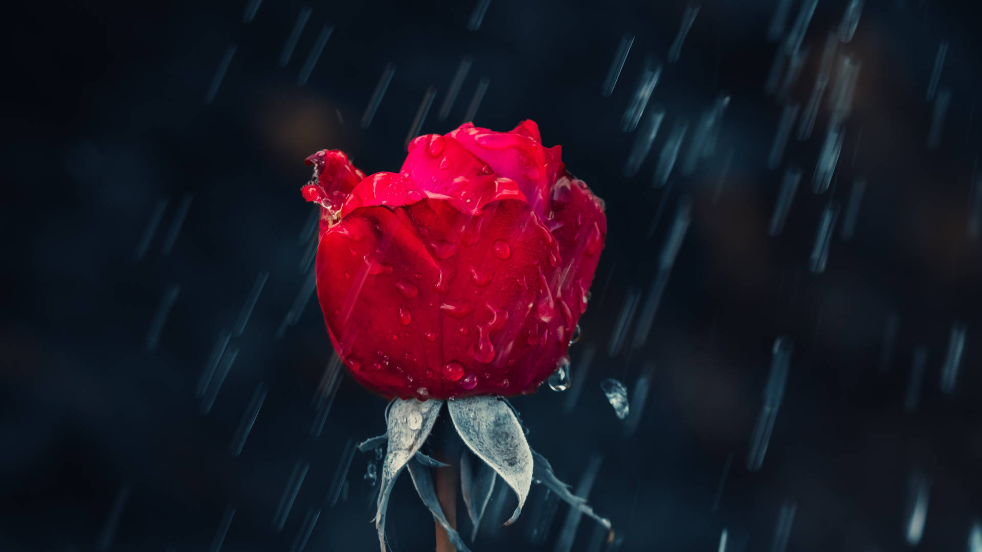 Black Red 4k Flower Rain
