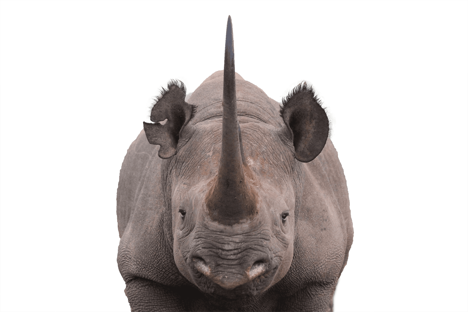 Black Rhino Portrait Namibia PNG