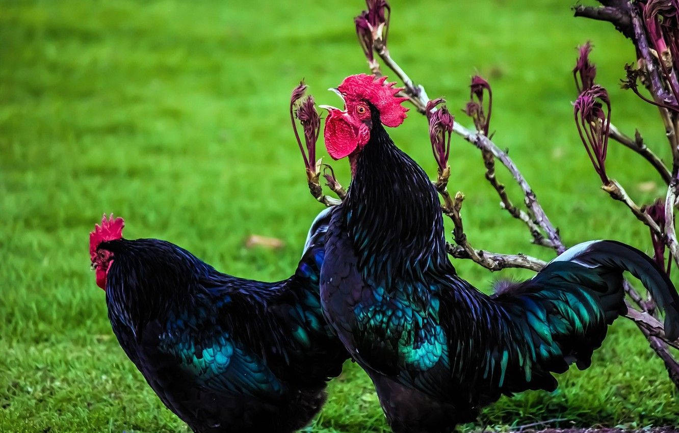 Black Roosters Crowing In Grass Wallpaper